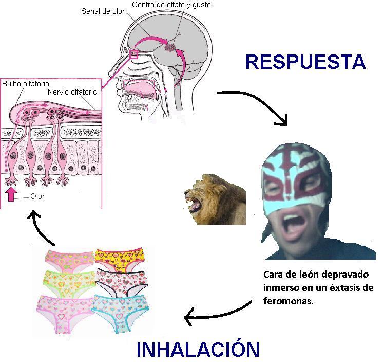 [falsoscent.JPG]
