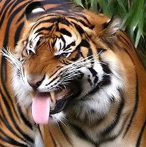 [Sumatratiger-004.jpg]