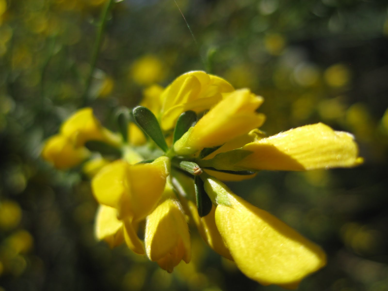Palabras a destiempo Amarillo