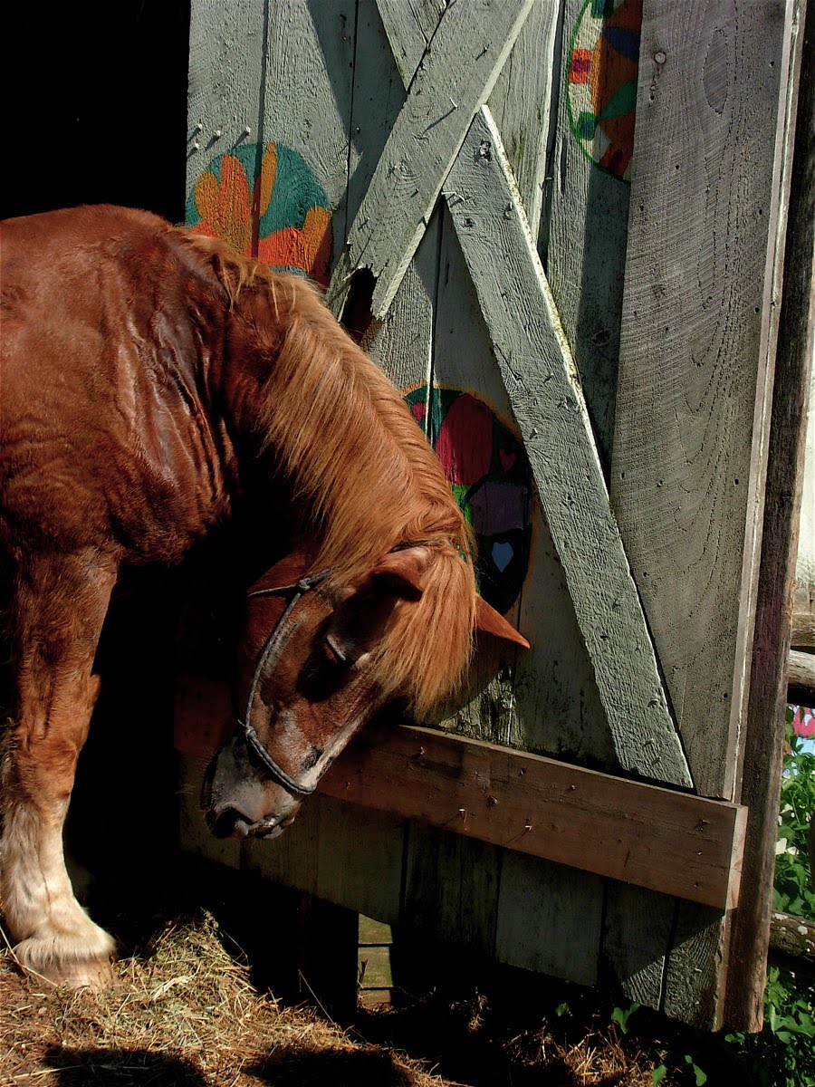 [horse+barn+door.JPG]