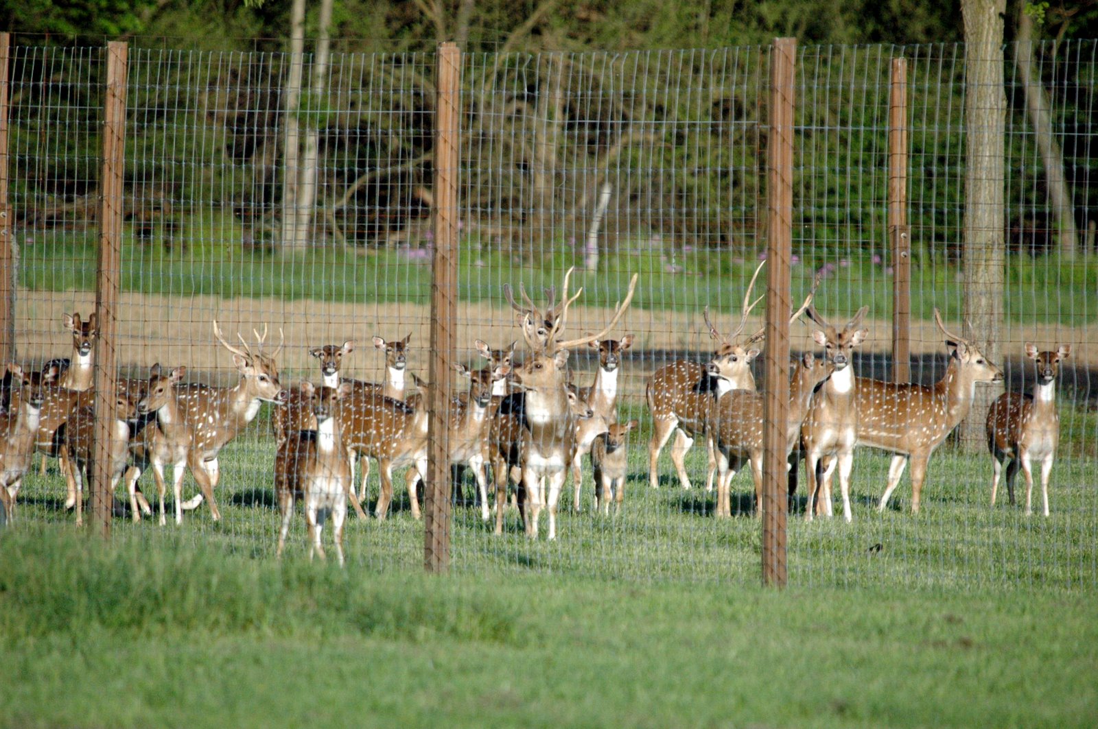 REMINGTON FARMS May 19, 2010 Axis Deer