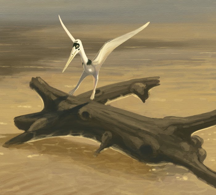 Ikessauro: Pterodactylus