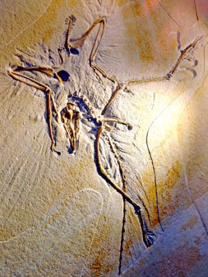[Archaeopteryx+simensii+(1).jpeg]