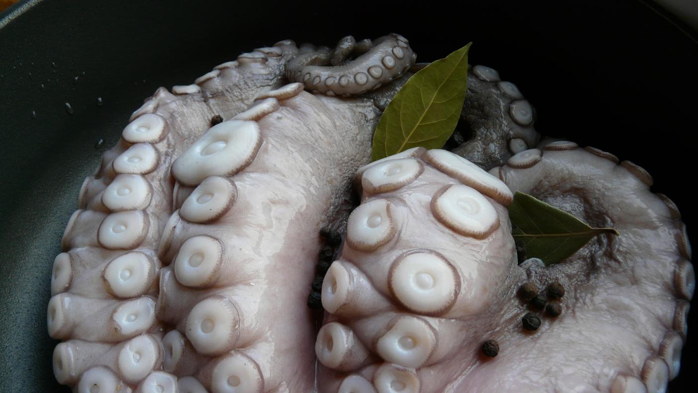 Ein Oktopus vor seiner Zubereitung ... | Die Oktopoden