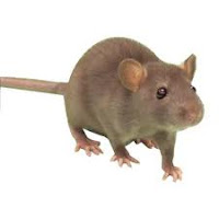 Leptospirosis yaitu penyakit insan dan binatang dari basil dan disebabkan basil Leptosp LEPTOSPIROSIS