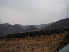 Mountains and Geumsan Ginseng