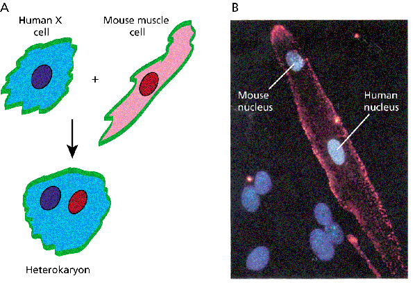 [fig0301.gif]