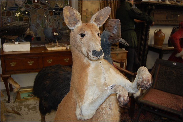 Pandora's Parlor Victorian Taxidermy Auction