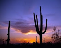 Saguaro at sunset