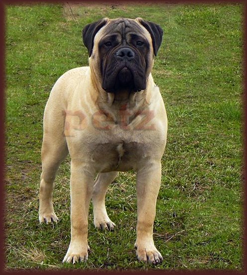 [BULLMASTIFF+10-33.jpg]