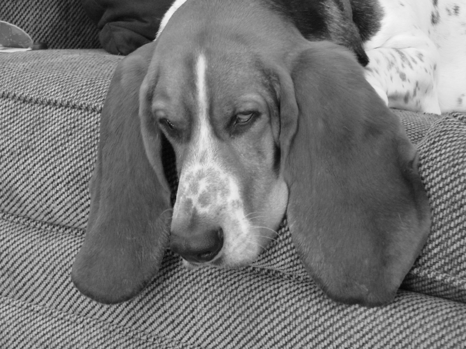 [puppy!+019.JPG]