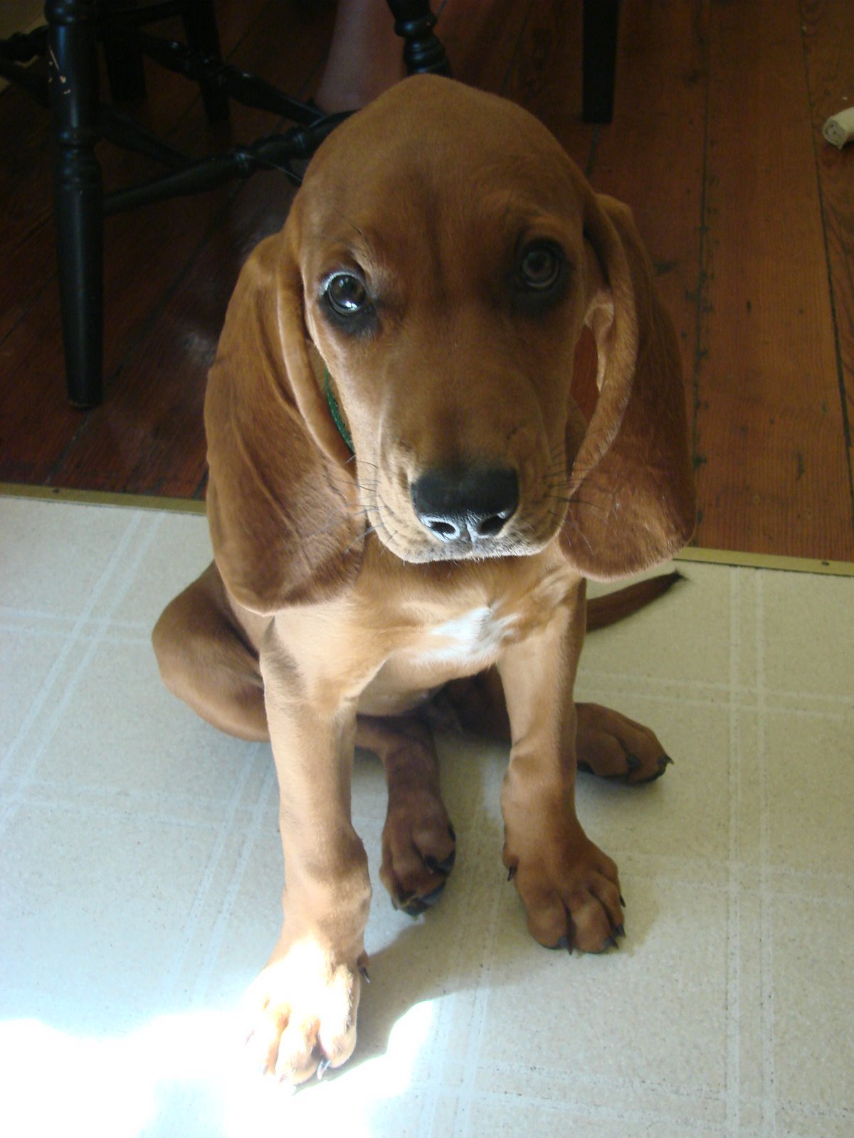 [puppy!+030.JPG]