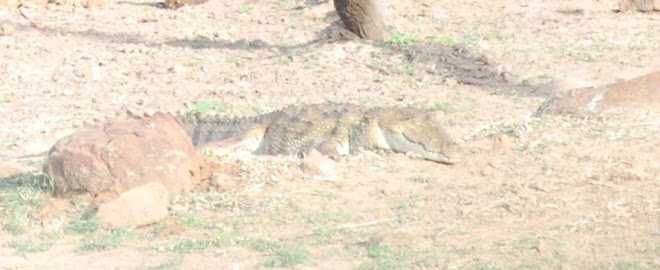 A basking Crocodile