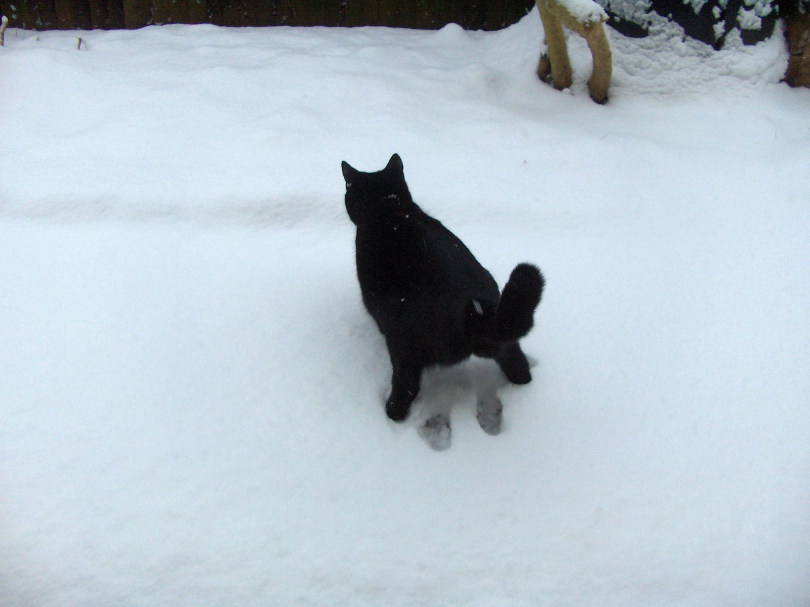 [Cats+in+snow+001.jpg]