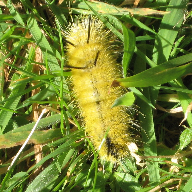Nova Scotia Island Journal fancy pants caterpillars