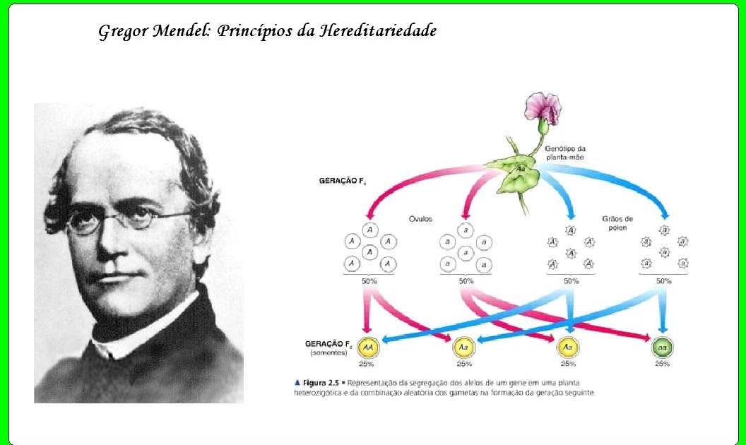 Грегор Мендель. Грегор Мендель горох. Грегор Мендель впервые использовал понятие генетика. Индивидуальный проект Грегор Мендель.