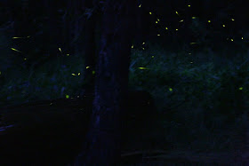 flickr fireflies
