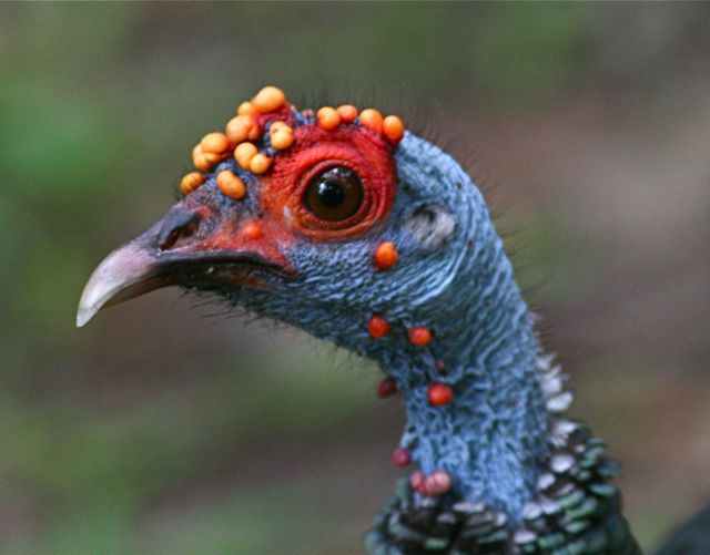 Advanced Family Eye Care Turkey Eye Trivia