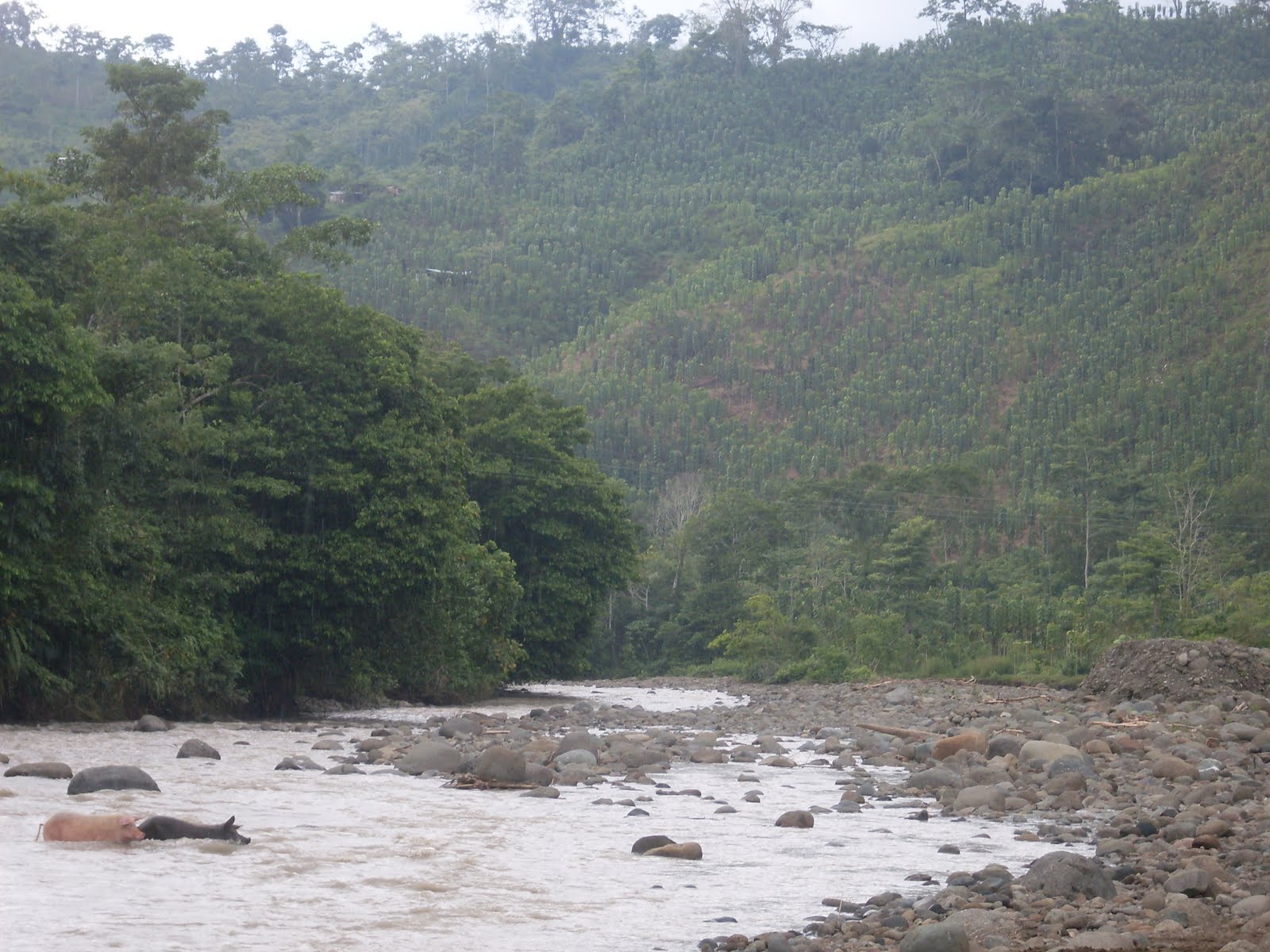 Cuenca alta río Apartado Antioquia Colombia: Características del Río