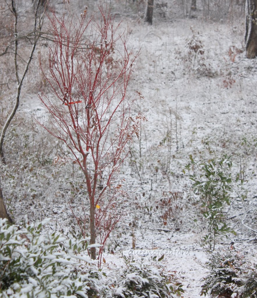 The Queen of Seaford Christmas Snow in South Carolina