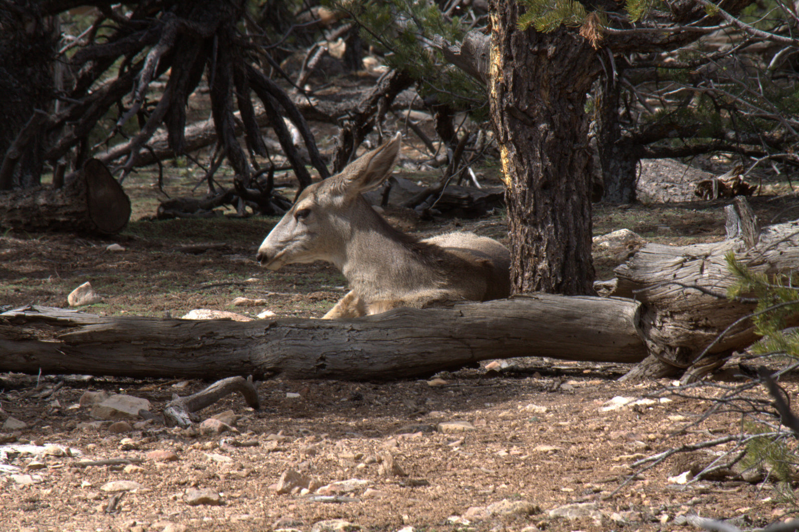 Walking Arizona Deer in Arizona