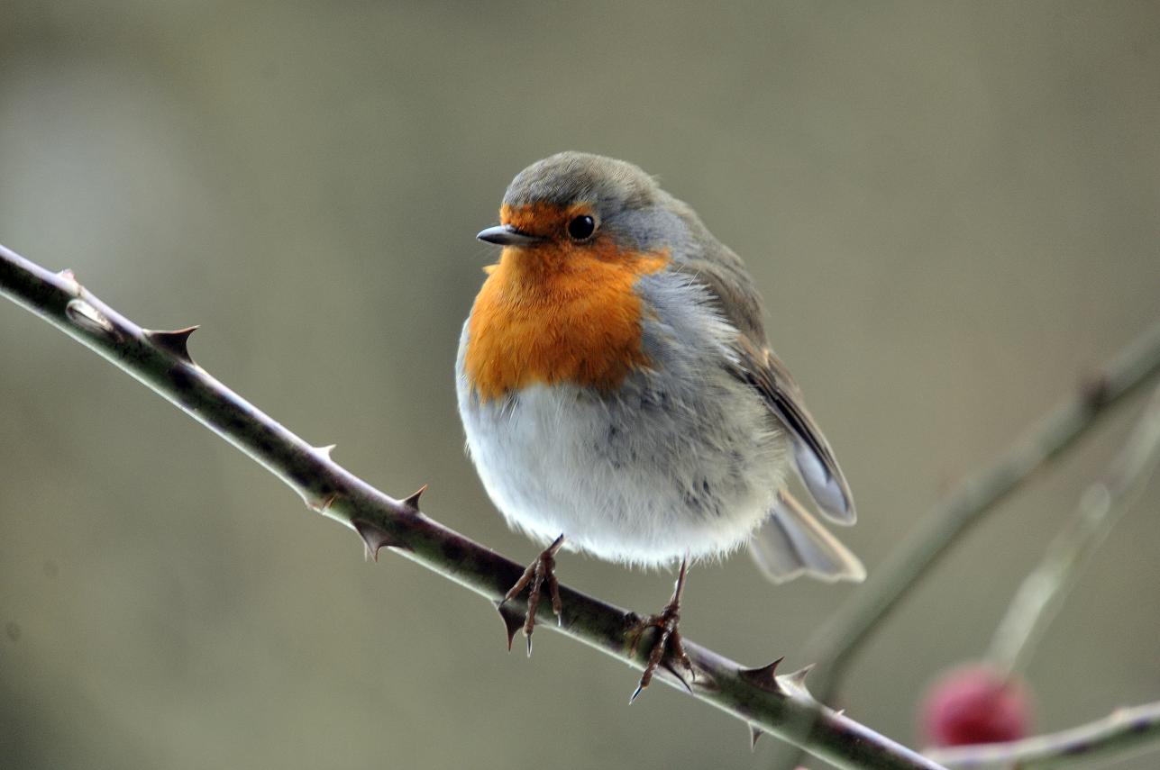 alex.voake photography Christmas birds
