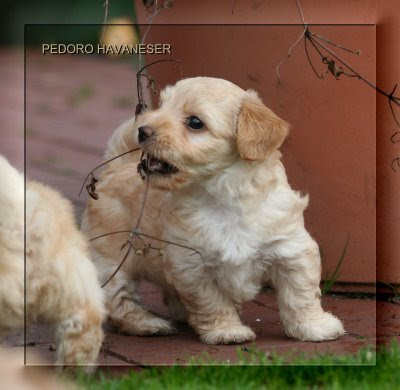 Havi Welpen Fotos - Bilder Havaneser Welpe