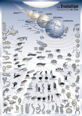 picture of evolution from pharyngula
