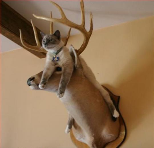 Is Rabbit Food For Cats Bad Is Rabbit Food For Cats Bad