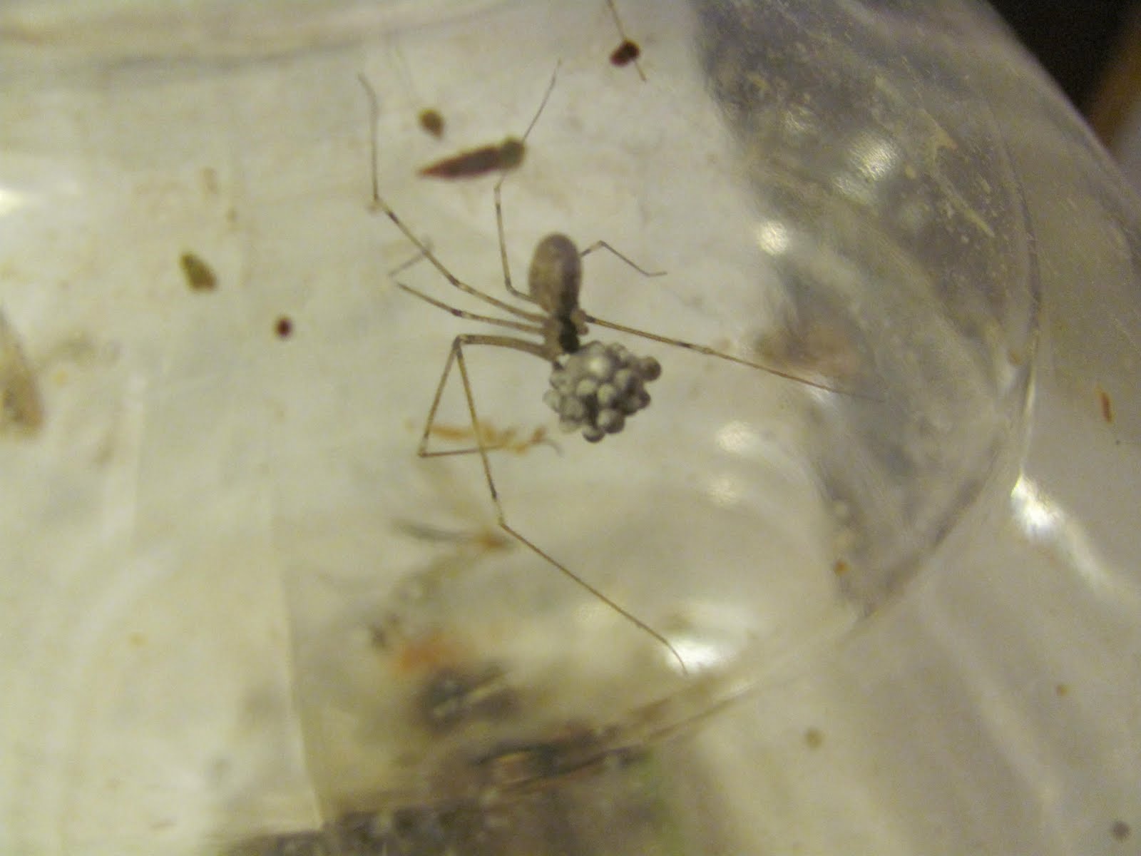 Safe Spider Removal Protecting Your Family From Pregnant Spiders - 4qsqom0