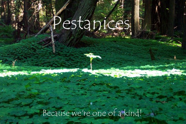 Pestanices