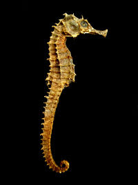 Dried seahorses like these are extensively used in traditional medicine in China and elsewhere