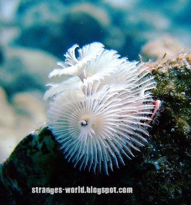 Strange sea creatures @ strange picture