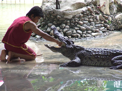 Crocodile wrestlers @ strange world
