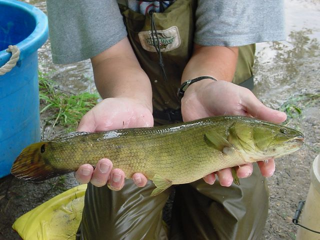 bowfin 720