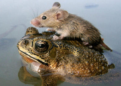 Mouse Rides Frog in India Monsoon
