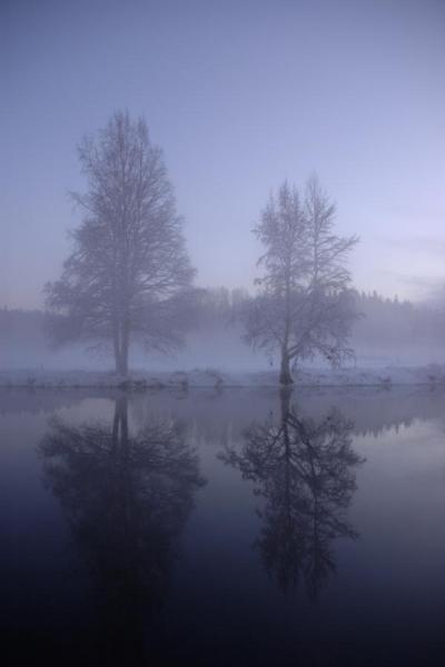 To træer i tågen