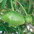 Gul oleander frugt