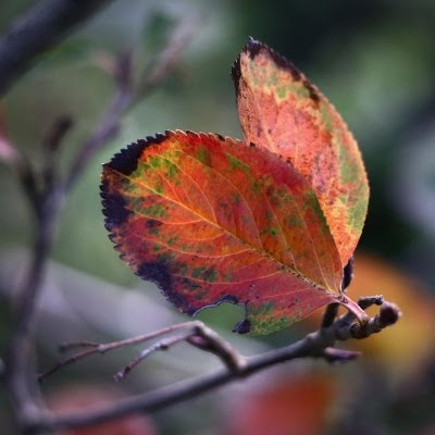 Autumn Butterfly