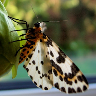 Hvid harlekin sommerfugl - Stikkelsbærmåler - Abraxas grossulariata