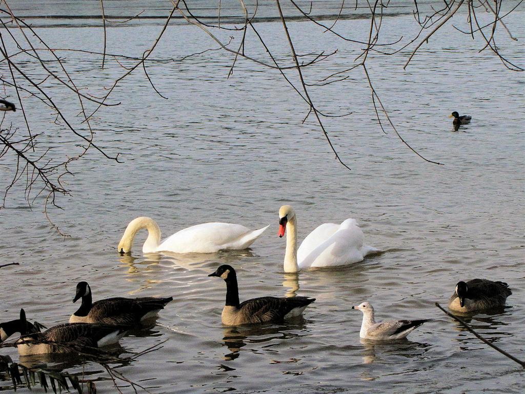 [IMG_6623_Loch+Raven+Swans+and+friends+(Large).jpg]