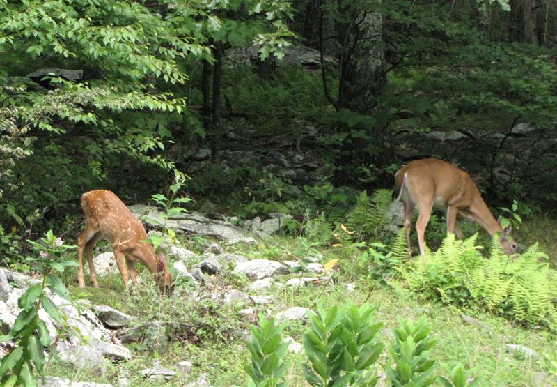 [080809+Shenandoah+deer+(Medium).jpg]
