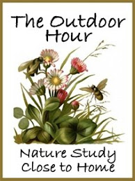 Ideas for Nature Study