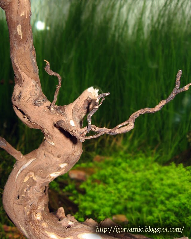 DECOTOP Lemnos M — Коряга из лозы винограда 20-60 см для террариумов