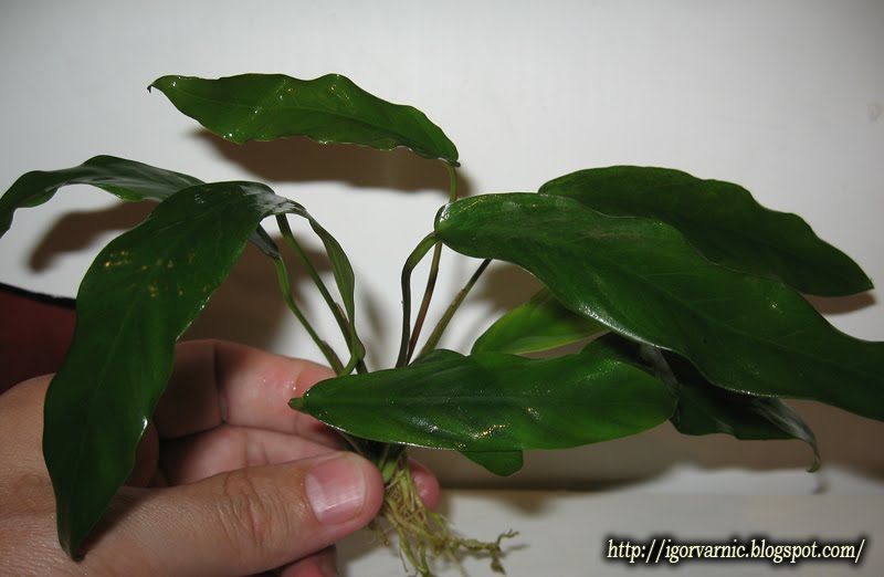 [Anubias+congensis1.jpg]