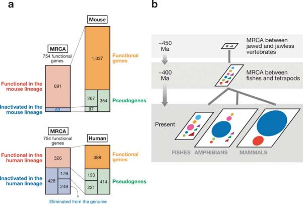[Nei_and_Rooney_Fig_6.jpg]