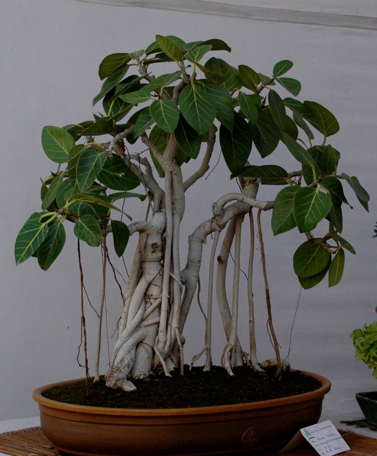 http://4.bp.blogspot.com/_D_FJU15AaxA/SxI3b3fYpvI/AAAAAAAABfc/d7TAtonu2I0/s1600/bonsai.JPG