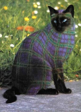 Cost To Paint A Car >> Joke A Day: Painted Cats - Unbelievable! Cost To Paint A Car >> Joke A Day: Painted Cats - Unbelievable!