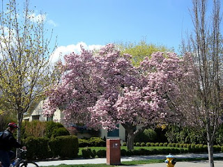 West Kelowna, British Columbia - Canada: Spring flowering trees