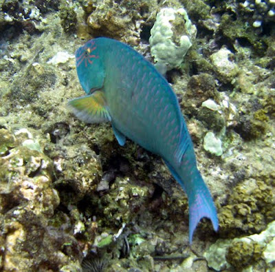 Star-eyed Parrotfish, Maui